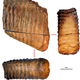 Krestokva molar specimen, approximately 1.1 million to 1.2 million years old.